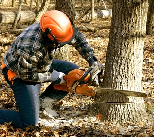 Tree Removal in Quantico, MD